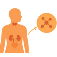Гормони, крім статевих