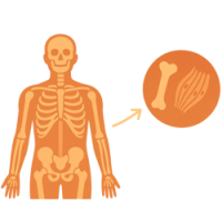 Кістки та м'язи