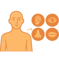 Органи чуття