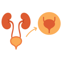 Сечостатева система