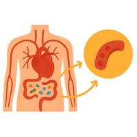 Серце та судини